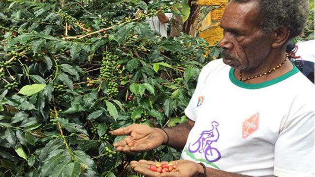 Sensasi Aroma Kopi Dari Empat Wilayah Di Festival Kopi Papua
