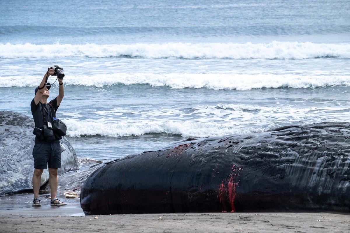 FOTO: Terdampar Sebelum Tsunami,  Misteri Paus Sperma di Pantai Jepang