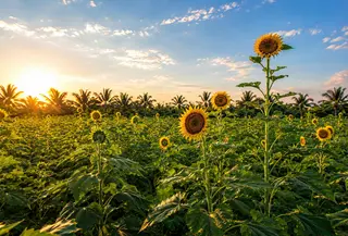 Intip perawatan alami untuk kulit sensitif dengan sunflower oil (Magic of Nature)