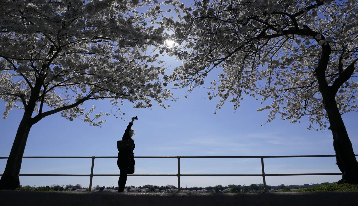 Seseorang memotret pohon sakura Yoshino yang sedang mekar penuh di sekitar Tidal Basin di Washington, Selasa (30/3/2021).  Festival Bunga Sakura Nasional 2021 merayakan pemberian asli 3.000 pohon sakura dari kota Tokyo kepada masyarakat Washington di 1912. (AP Photo/Susan Walsh)