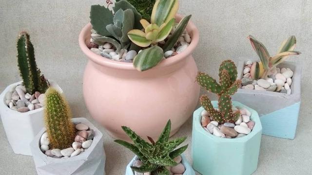 Rekomendasi 6 Tempat Jual Pot Unik Untuk Tanaman Hias Lifestyle Liputan6 Com
