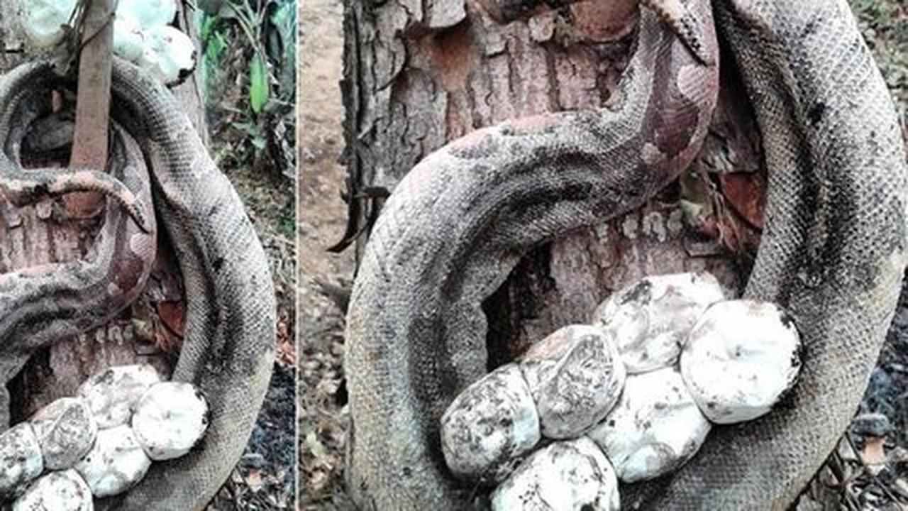 Piton ini mati terpanggang bersama telurnya saat kebakaran hutan