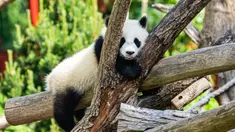 Seekor anak panda raksasa tampak bermain di Kebun Binatang Berlin di Berlin, ibu kota Jerman, pada 28 Mei 2020. Kebun Binatang Berlin dibuka kembali untuk umum pada 28 April setelah ditutup selama lebih dari sebulan akibat COVID-19. (Xinhua/Binh Truong)