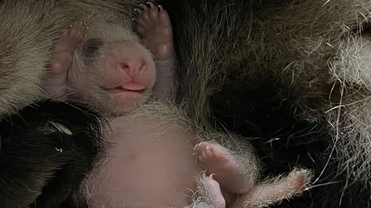 Bayi Panda Raksasa