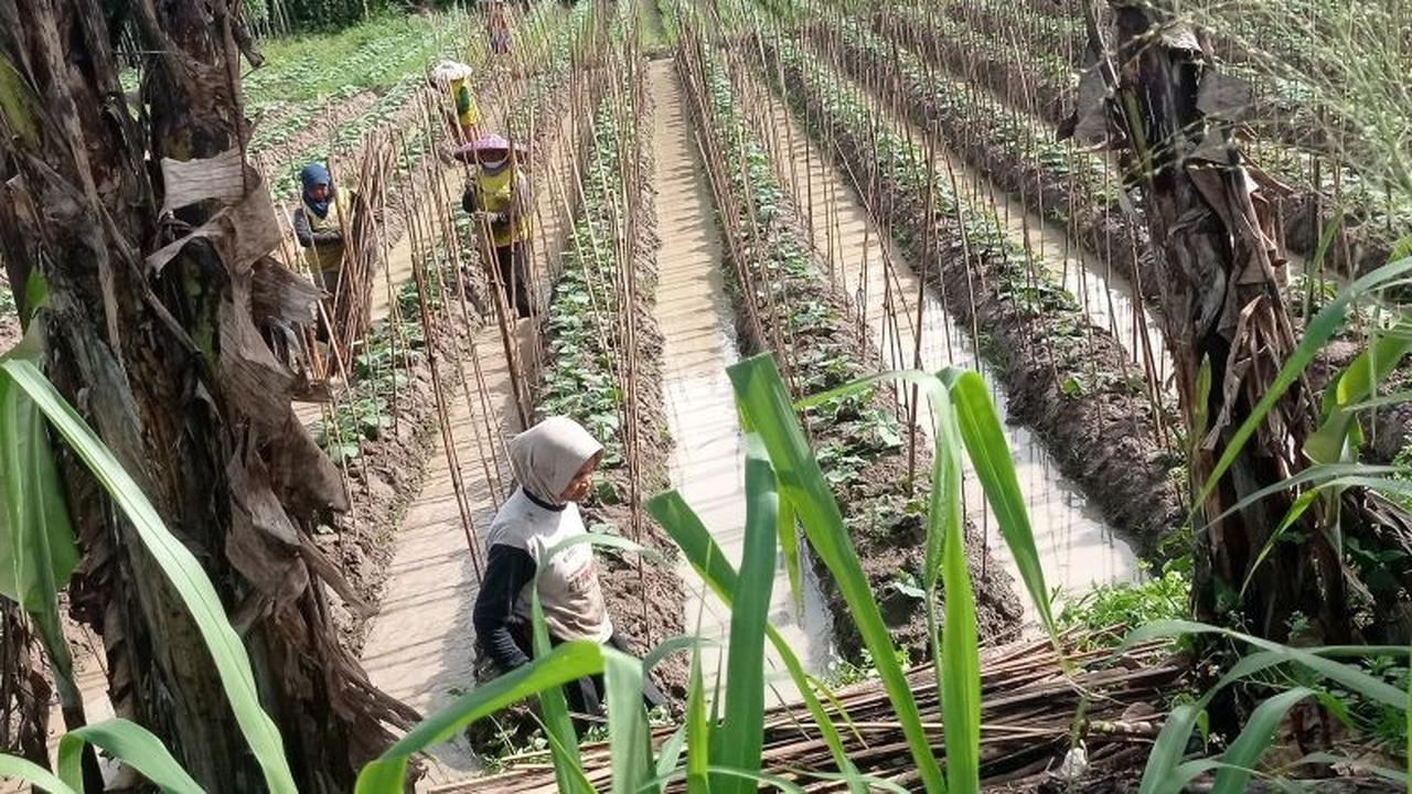 Petani Lebak Penuhi Kebutuhan Program Makan Bergizi Gratis, Ekonomi Lokal Tumbuh Pesat