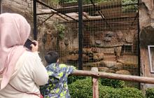 Masih Ada Satwa Diduga Stres, Kunjungan Publik ke Bandung Zoo Tuai Kritik