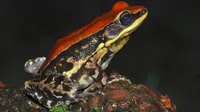 Studi: Lendir Kulit Katak Berpotensi Menjadi Obat Flu