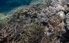 FOTO: Penampakan Indahnya Surga Bawah Laut Raja Ampat, Destinasi Diving Terbaik di Dunia