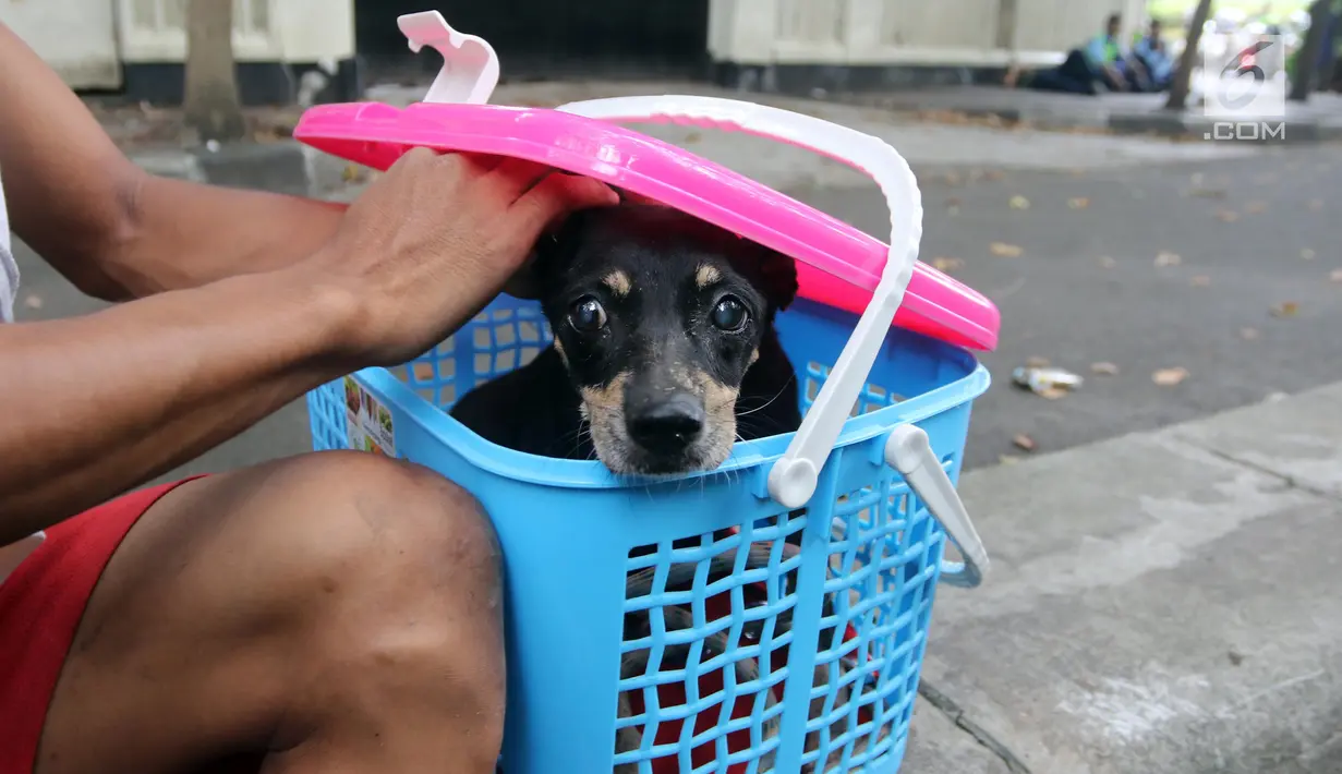 Seekor anjing berada di keranjang setelah diselamatkan di gorong-gorong kali Gresik, Menteng, Jakarta Pusat, Rabu (23/5). Anjing yang terjebak selama 3 hari ini dibawa ke tempat penampungan. (Liputan6.com/Arya Manggala)