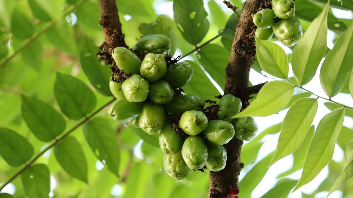 Top 3: Cara Mengolah Daun Belimbing Wuluh untuk Penurun Darah Tinggi