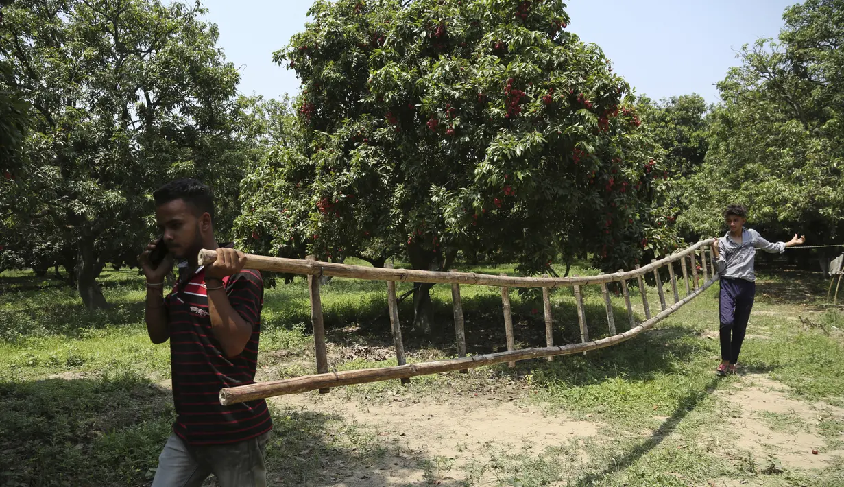 Anak laki-laki membawa tangga untuk memanjat pohon lengkeng di sebuah kebun di pinggiran Jammu, India, Sabtu, 19 Juni 2021. Lengkeng dikenal sebagai buah yang menyejukkan di cuaca panas dan sangat diminati di musim panas. (Foto AP/Channi Anand)