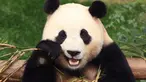 Panda raksasa Fu Bao memakan bambu di taman hiburan Everland di Yongin pada tanggal 3 Maret 2024. (Chung Sung-Jun/POOL/AFP)