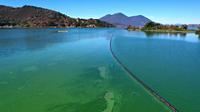 Foto udara menunjukkan mekarnya cyanobacteria atau disebut ganggang biru-hijau di Clear Lake di Redbud Park, California (26/9/2021). Penduduk dan pengunjung Clear Lake, danau air tawar terbesar kedua di California, didesak untuk berhati-hati saat mengunjungi danau. (Justin Sullivan/Getty Images/AFP)