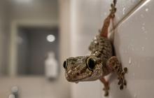 8 Alasan Cicak Betah di Kamar Mandi dan Cara Menguranginya agar Rumah Lebih Higienis