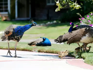 Burung merak berkumpul di jalan masuk rumah penduduk di Arcadia, California, Selasa (8/6/2021). Burung merak akhir-akhir ini menjadi gangguan bagi sebagian warga di wilayah tempat mereka berkeliaran bebas setelah program relokasi burung merak terhenti selama pandemi. (Mario Tama/Getty Images/AFP)