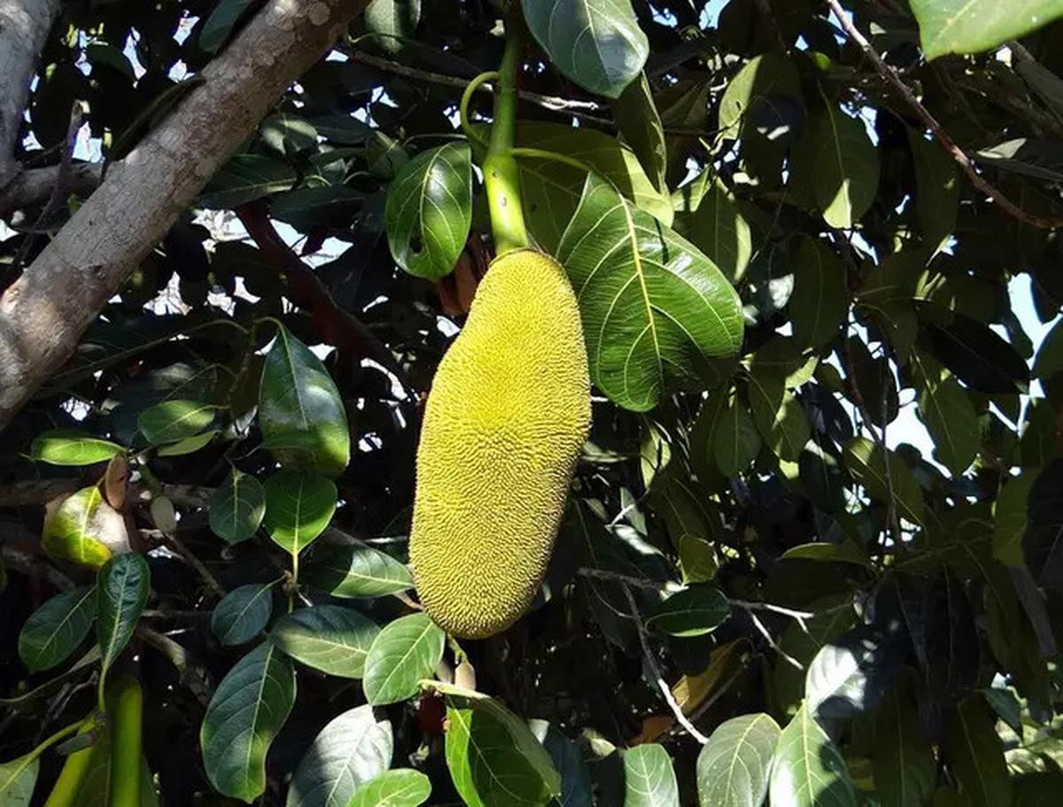 Cara Merebus Daun Nangka, Mengatasi Bekas Jerawat hingga Turunkan Risiko Diabetes