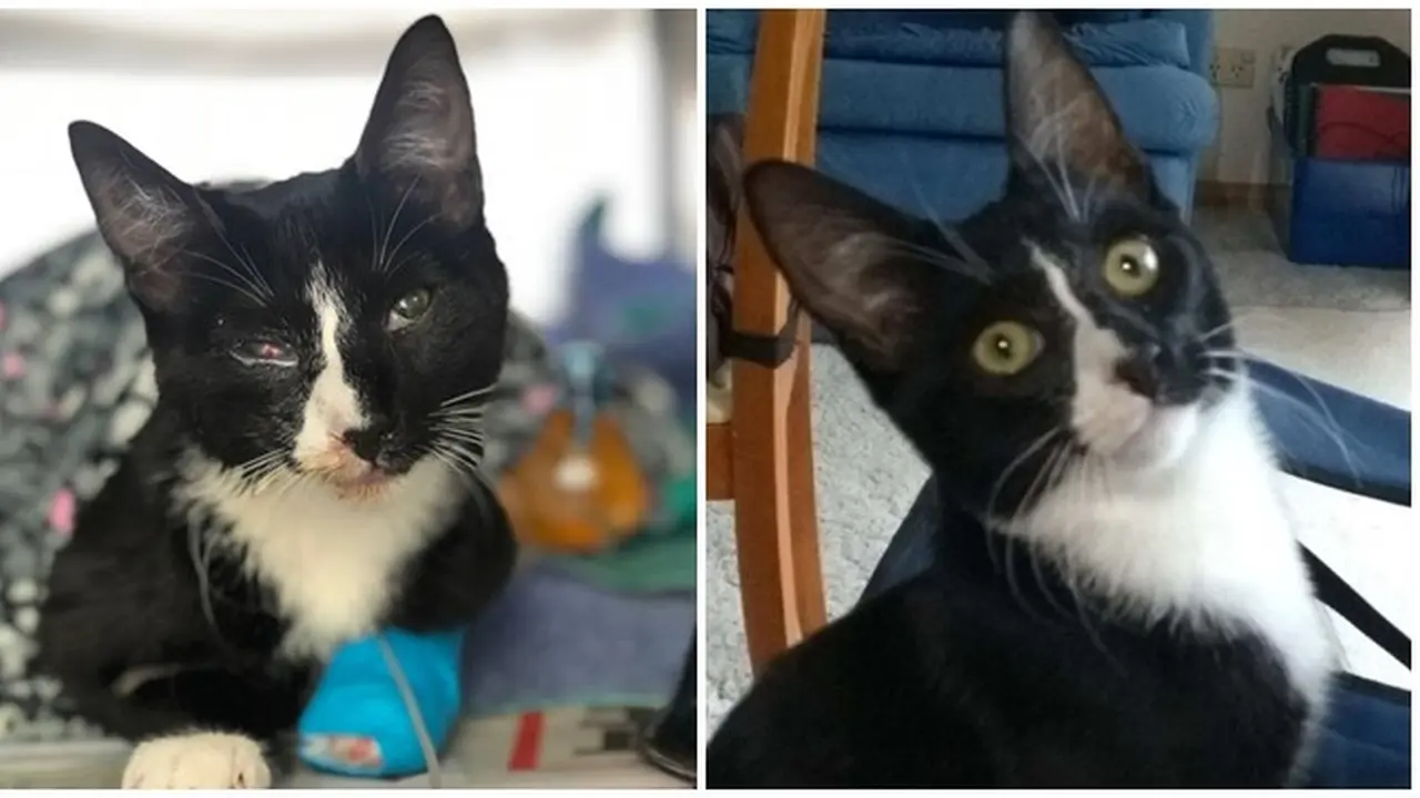 Ditemukan Pemiliknya di Mesin Cuci yang Menyala, Keadaan Kucing Ini Bikin Usap Dada