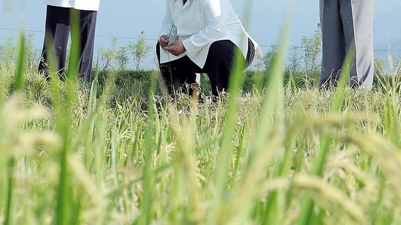 Kim, yang mengenakan setelan baju berwarna putih dan celana hitam, tampak didampingi sejumlah anak buahnya. Dia terlihat membawa setangkai tanaman padi di tangannya.