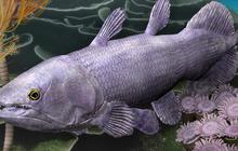 Mengguncang Teori Evolusi, Ikan Purba Ini Dijuluki Fosil Hidup Tertua di Dunia, Hidup di Perairan Indonesia