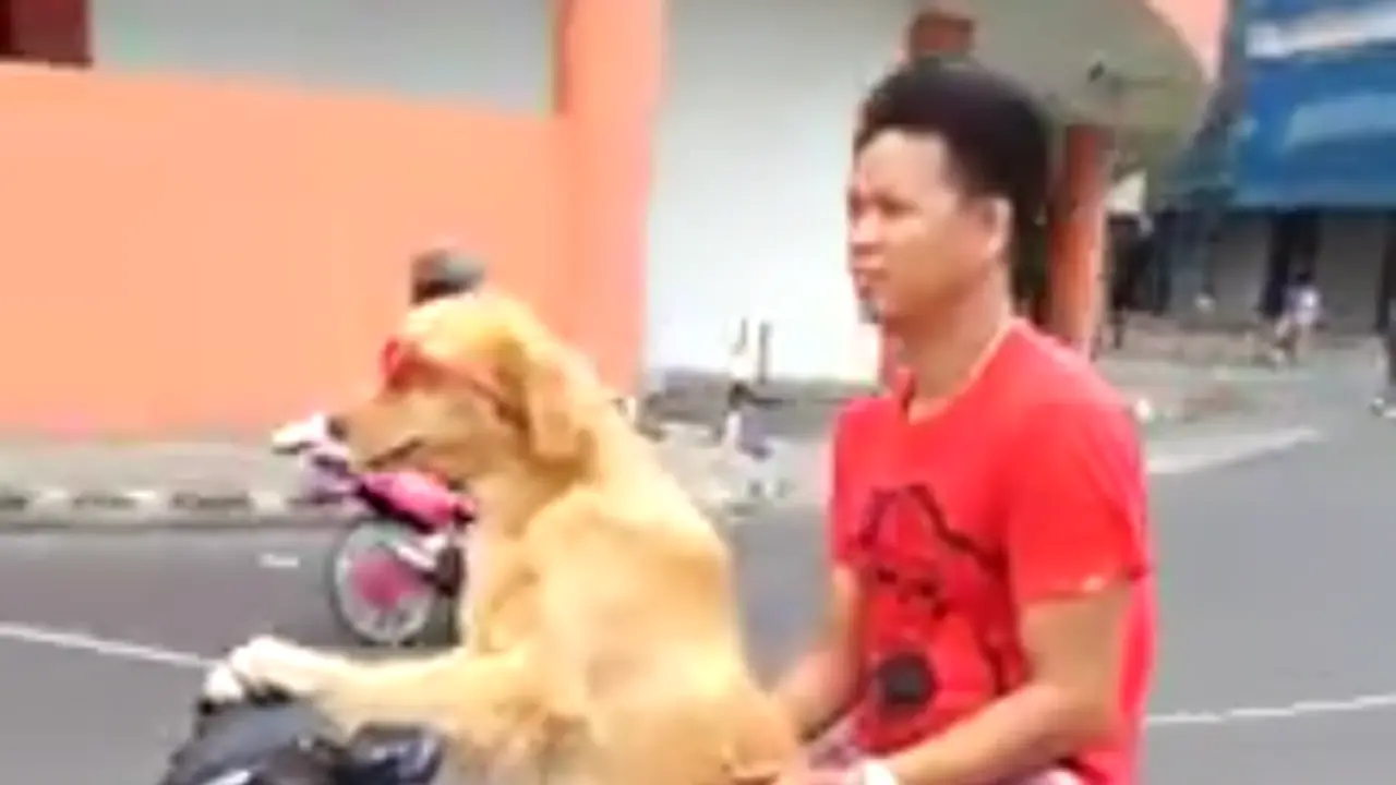 Anjing Pintar