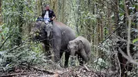 Aksi gajah jinak menyelamatkan anak gajah liar yang terpisah dari induknya. (Liputan6.com/M Syukur)