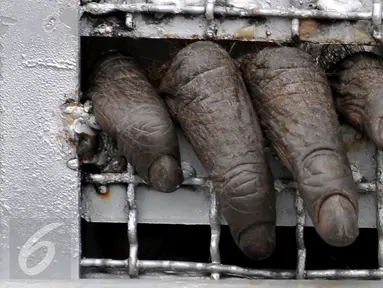 Tangan seekor Orang utan tampak keluar kandang saat penyambutan kedatangan 14 orang utan di Halim Perdanakusuma, Jakarta, Kamis, (12/11/2015). Orang utan ini nantinya akan dibawa ke habitatnya di Kalimantan. (Liputan6.com/JohanTallo)
