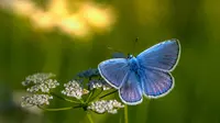 ilustrasi kupu-kupu biru (Erik Karits/Unsplash)