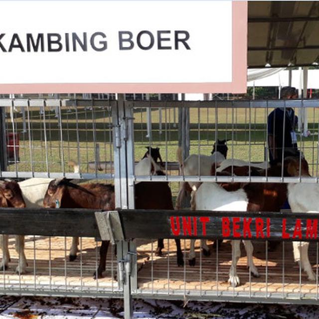 Bisnis Ternak Kambing Dan Domba Masih Menggiurkan Di Ri Bisnis