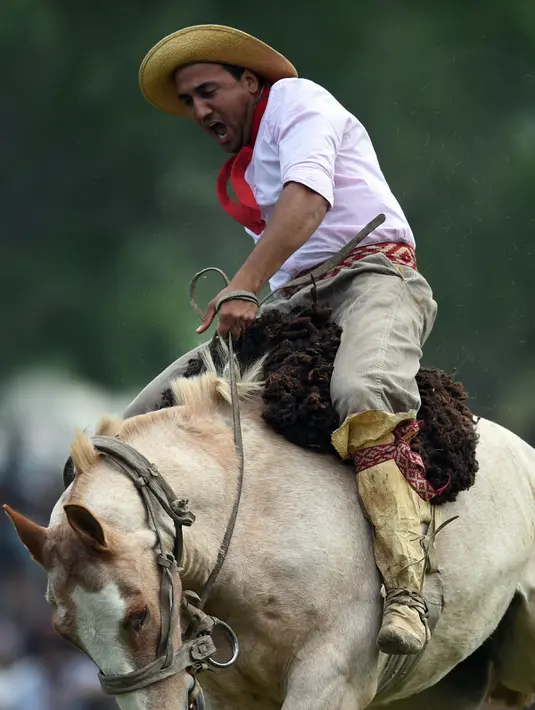 Seorang gaucho atau koboi menunggangi kuda liar saat kompetisi rodeo di San Antonio de Areco , Argentina, Minggu (8/11). Di acara ini, para gaucho atau koboi saling bersaing menunjukkan keahlian mereka menunggangi kuda liar. (AFP PHOTO / Eitan Abramovich)
