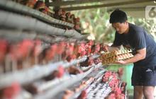 Detil Banget, Pakar UGM Ungkap Tips Sukses Beternak Ayam Kampung