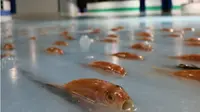 Sebuah skating rink atau lapangan es di Jepang dikritik karena menaruh 5.000 ikan mati ke dalam es.