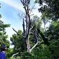 Di Desa Marikurubu Ternate inilah pernah tumbuh pohon cengkeh tertua di dunia bernama Afo.