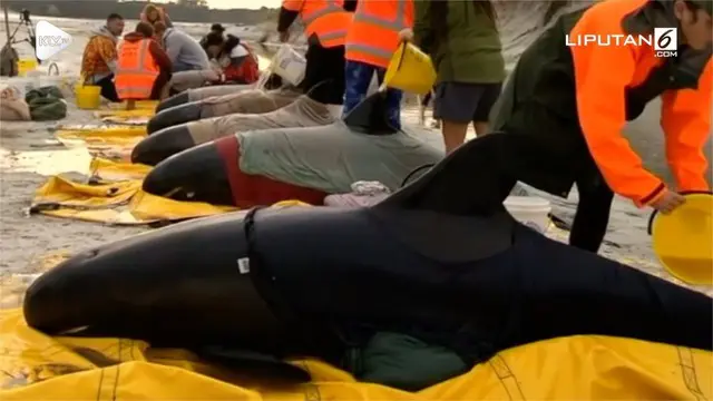 VIDEO: Enam Paus Diselamatkan Aktivis, Begini Caranya