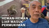 Hewan-Hewan Liar Masuk Permukiman