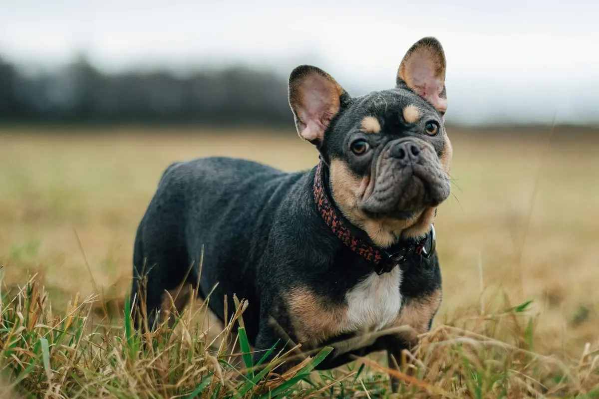 French Bulldog