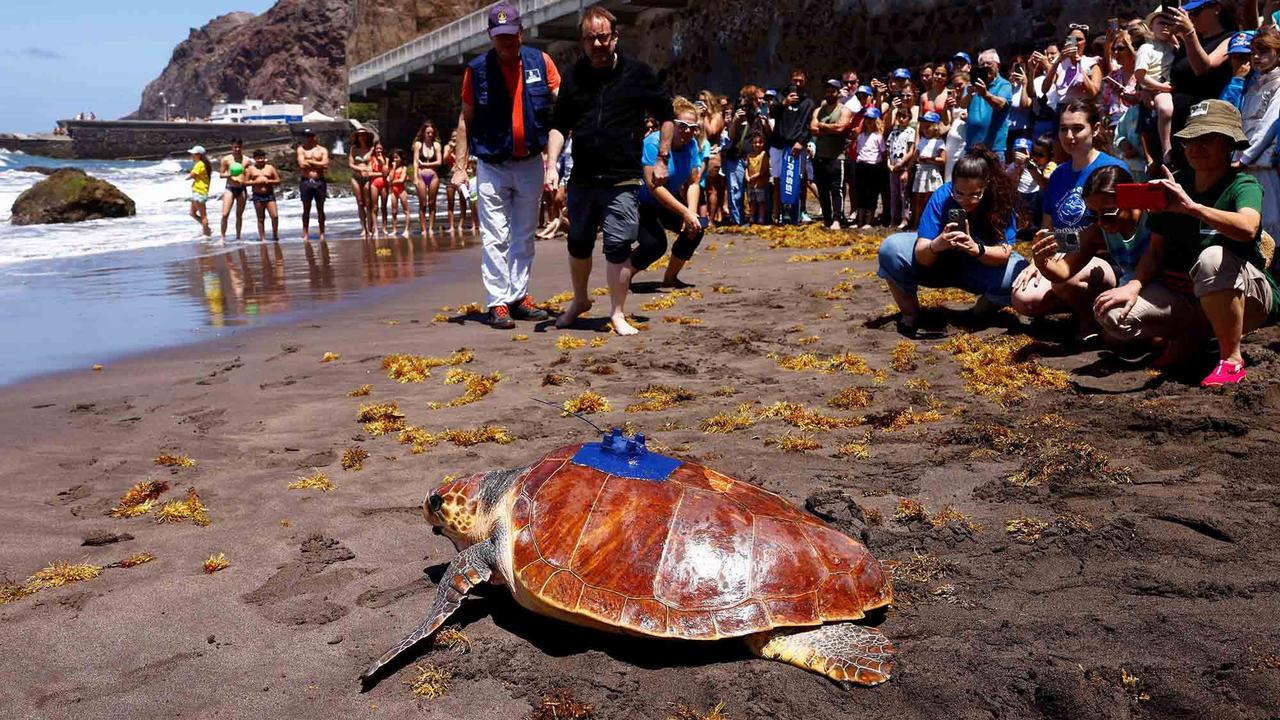FOTO: Amadora Dilepasliarkan ke Samudera Atlantik