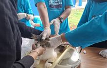 Tahukah Anda? Rumah Sakit Hewan Lampung Bakal Jadi Rujukan Modern, Dukung Kesehatan Satwa dan Tangkal Zoonosis