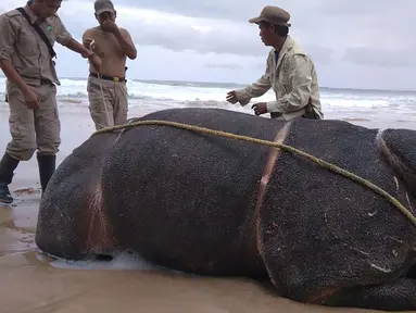 Foto yang dirilis 26 April 2018 menunjukkan petugas memeriksa tubuh badak jawa jantan yang ditemukan mati di Pantai Karang Panjang, Taman Nasional Ujung Kulon. Bangkai badak bernama Samson itu ditemukan dalam kondisi utuh, bercula dan lengkap. (AFP Photo)