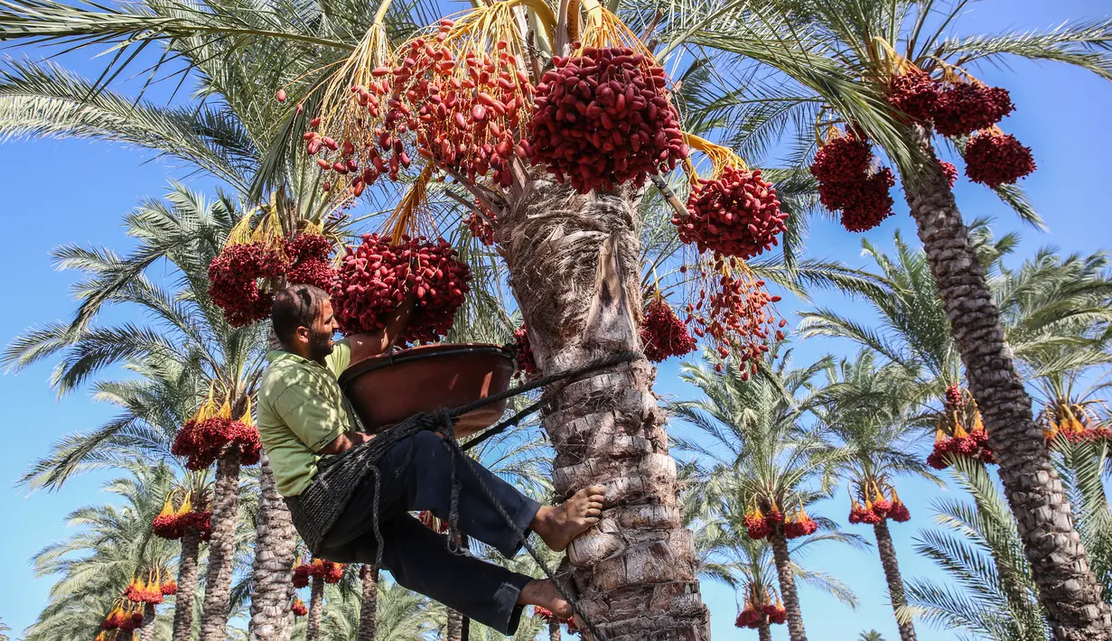 Seorang petani menaiki pohon kurma saat mengambil buahnya selama panen tahunan di Deir al-Balah, di Jalur Gaza tengah (24/9/2019). Warga Palestina yang tinggal di Deir al-Balah tengah sibuk dengan hasil panen kurmanya yang melimpah. (AFP Photo/Said Khatib)