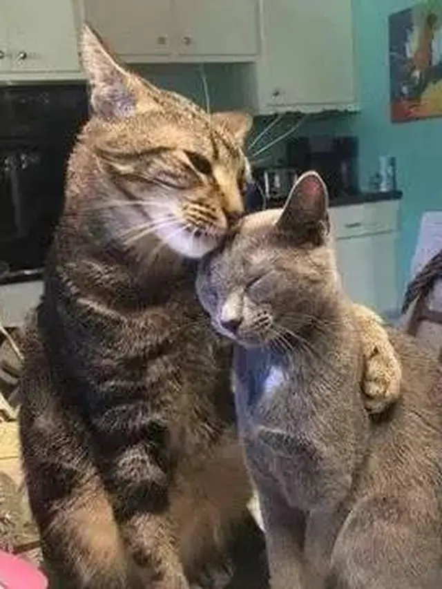 8 Potret Kocak Kucing Ketahuan Lagi Bermesraan Ini Bikin Geleng Kepala