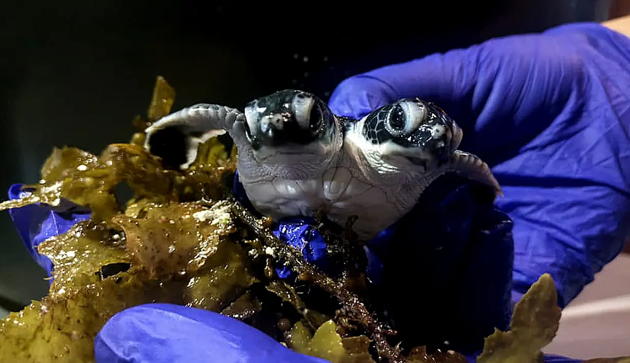 Petugas Scuba Junkie S.E.A.S  menunjukkan bayi penyu berkepala dua di Mabul Turtle Hatchery, Malaysia (18/7/2019). Seekor bayi penyu berkepala dua ditemukan di sarang tetas di Malaysia, penyu tersebut selamat hanya dalam hitungan hari kata kelompok satwa liar. (AFP Photo/Scuba Junkie S.E.A.S)