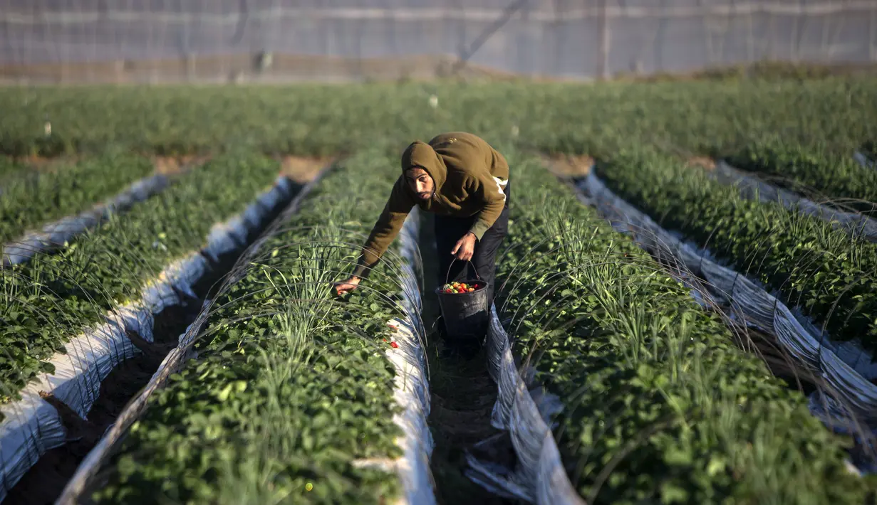 Seorang petani Palestina mengumpulkan buah stroberi yang selesai dipanen di sebuah lapangan di Beit Lahia, Jalur Gaza, 4 Desember 2016. Menanam stroberi menjadi andalan warga Palestina untuk bertahan di tengah bombardir Israel. (MAHMUD HAMS/AFP)