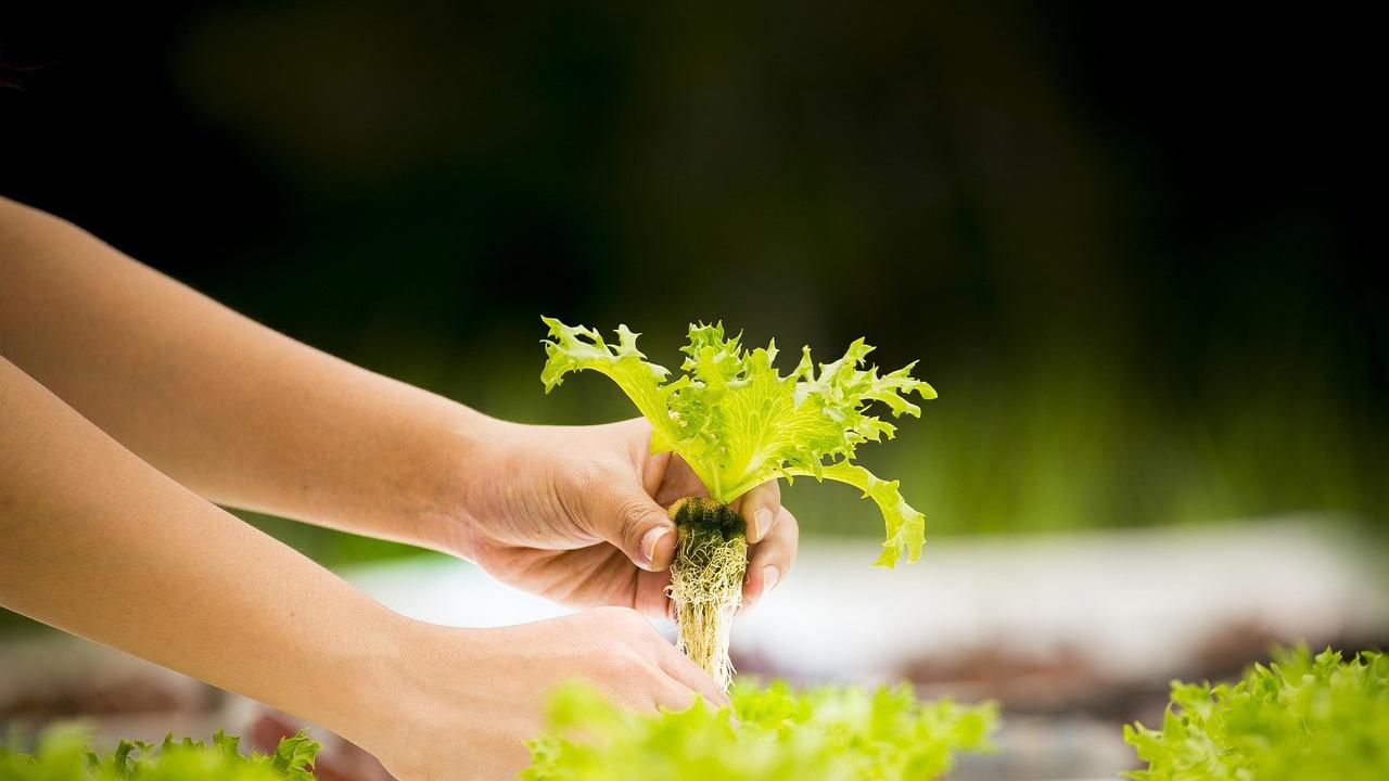 Selain Kangkung, Ini 7 Sayuran Cepat Panen dalam 10 Hari sebagai Solusi Kebun Mini Kilat
