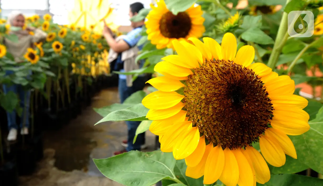 Pengunjung berfoto dengan tanaman bunga matahari di Bogor Sky Garden, Mall BTM, Kota Bogor, Jawa Barat, Minggu (13/06/2021). Taman bunga matahari di atap gedung pusat perbelanjaan itu menjadi wisata alternatif gratis bagi pengunjung dalam mengisi libur akhir pekan. (merdeka.com/Arie Basuki)