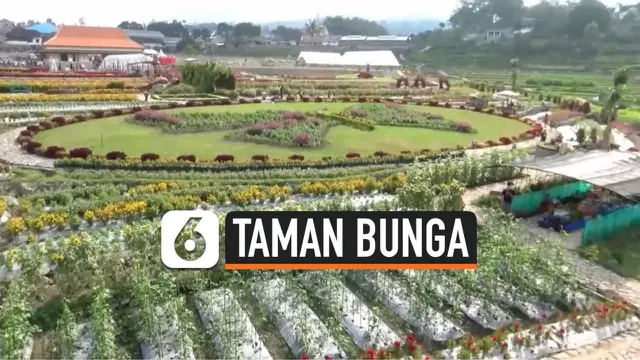 VIDEO: Wisata Taman Bunga di Lereng Gunung Lawu di Magetan