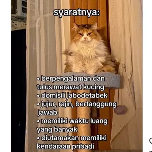 Jasa Cat Sitter Cari Tenaga Lepas untuk Menjaga Kucing Selama Libur Nataru, Apa Saja Persyaratannya?