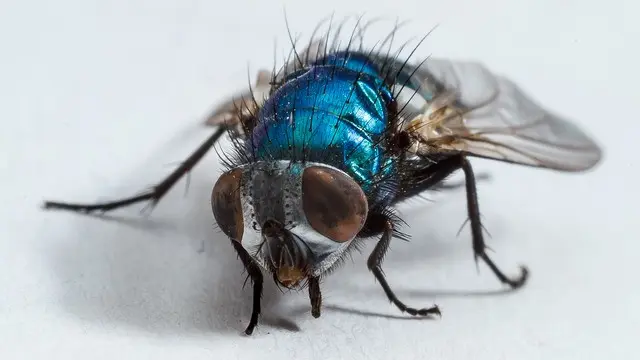 Flies