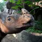 Harapan, badak sumatera kelahiran Amerika Serikat. (Cincinnati Zoo/Vicki Croke/Thewildlife.wbur.org)