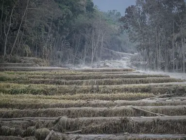 Lahan pertanian yang tertutu debu terdampak erupsi Gunung Semeru di Lumajang, Provinsi Jawa Timur (3/12/2020). Hingga Selasa siang, status Gunung Semeru masih waspada di level 2. (AFP/Juni Kriswanto)