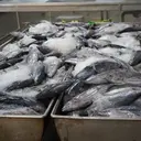 Mengenal Katsuobushi, Ikan Olahan Terkeras di Dunia